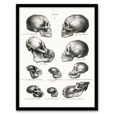 Gerahmter Wandbilddruck Schinz de Visser Mensch Affe und Affe Schädel Wohndeko