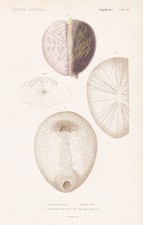Seeigel Ananchytes ovata sea