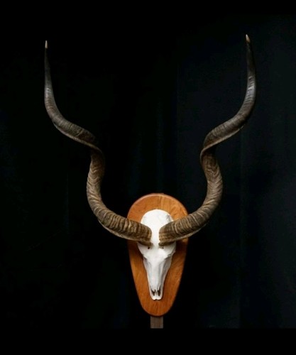Kapitale kudohörner 126cm - 126cm, auf