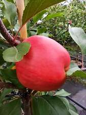 Apfel "Rebella" -R-