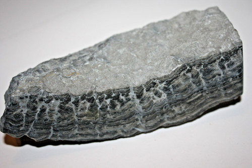 Stromatolith weserbergland es - weserbergland, (es