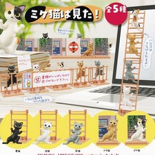 Ich sah eine Schildpatt Katze