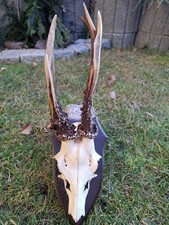 Rehgeweih Abnorm 6 er Bock