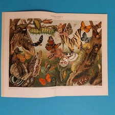 2 x Orig.(1908) Chromolithographie Schmetterlinge  Exotische Schmetterlinge 