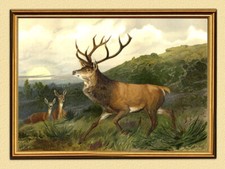 Edelhirsch in der Brunft