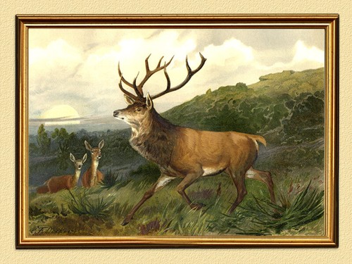 Edelhirsch der brunft - edelhirsch,
