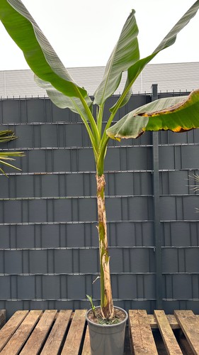 Musa sikkimensis red tiger - musa, "red