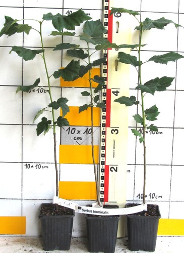 Sorbus torminalis elsbeere - sorbus,