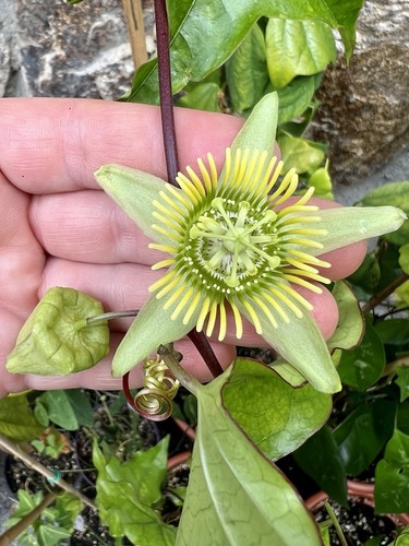 Passiflora megacoriacea - ,