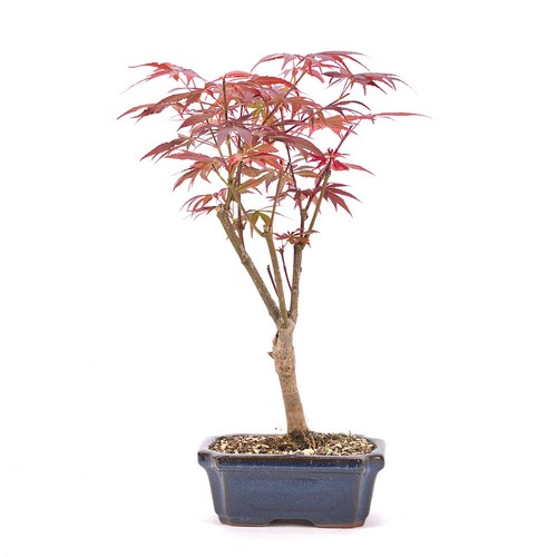 Bonsai fächer ahorn - bonsai, 'acer