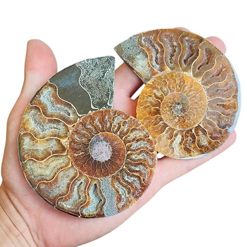 Tenet fossilien ammonit - tenet,