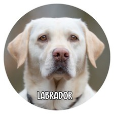 Hunde Aufkleber Sticker rund