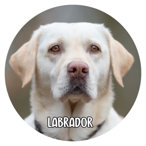Hunde aufkleber sticker rund - sticker,