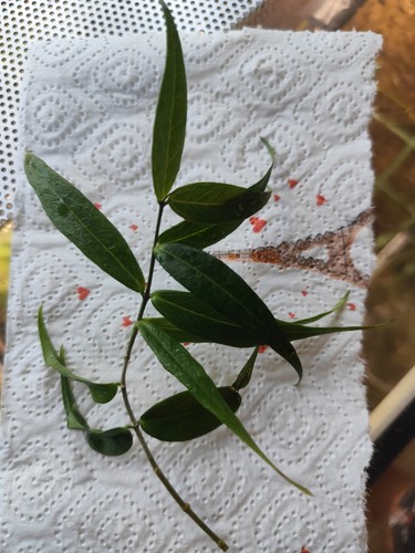 Hoya leucantha cutting - leucantha,