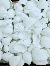 weiße Muschelschalen White Sea Shells maritime Dekoration 50 Stück