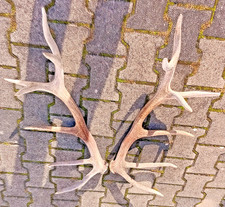 Kapitales Hirschgeweih Rotwild