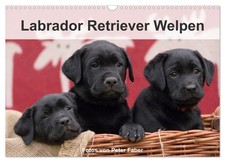Labrador Retriever Welpen (Wandkalender 2026 DIN A3 quer), CALVENDO Monatskalend