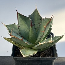 Agave titanota (ca. 10-15 cm)
