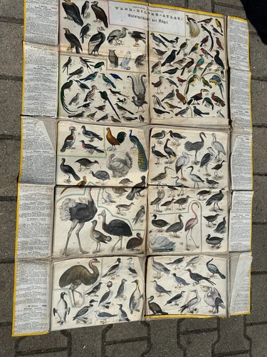 Alte zoologische tafel - zoologische,