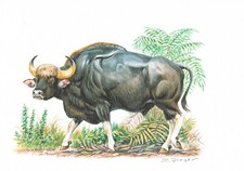 Gaur Paarhufer Hornträger -