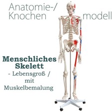 Menschliches Skelett