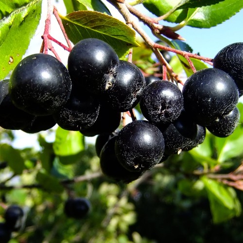 Aronia nero resistent - aronia, 2l