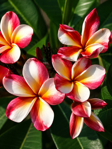 2011xb plumeria arctic - pf,