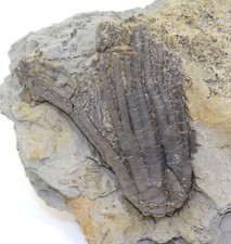 Crinoide, Sarocrinus