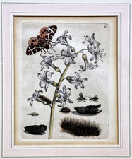 Maria Sibylla Merian: Blatt 5 Kupferstich Raupe Schmetterling, Pflanze 1679