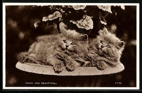 Zwei katzenbabys einer - katzenbabys,