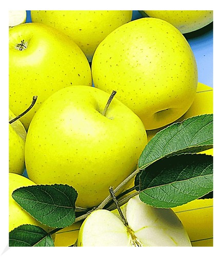 Säulen apfel golden - säulen-apfel, 'golden