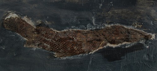 Eozän atractosteus - eozän,