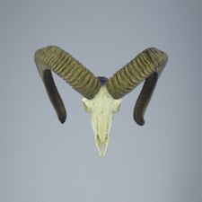 649MU Mufflon jagdtrophae, Wildschaf, Horn 68-67cm C.22cm DE 