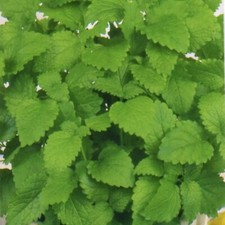 Melisse Samen Melissa