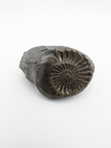 Echter ammonit fossil cm - echter,
