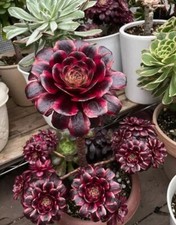 80001638 aeonium giant samen - 80001638,