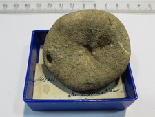 MD314 fossiler Micraster