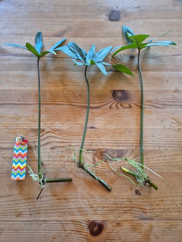 Philodendron pedatum 3x - philodendron, pedatum,