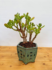 Zimmerbonsai bonsai crassula - bonsai,