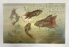 Originalgrafik Fauna