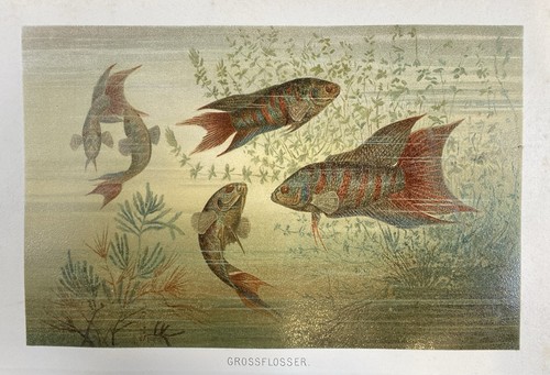 Originalgrafik fauna - originalgrafik,