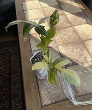 Philodendron florida beauty - philodendron,