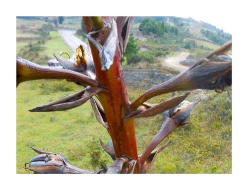 10x puya roldanii bromelie - 10x,