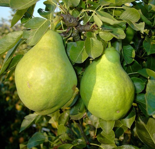 Zwergbirne luisa birne - zwergbirne,