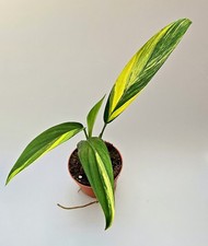 Epipremnum Amplissum Aurea