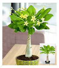 Hawaii-Palme,1 Pflanze Zimmerpflanze