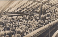 Berlin-Dahlem, Botanischer Garten, Kakteenhaus ngl F7237