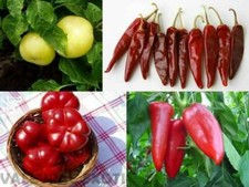 Ungarische Paprika aus 4