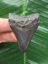 4,9 cm dunkler Zahn des