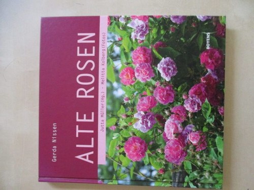 Alte rosen nissen - alte,